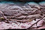 Central amerikansk cichlide akvarie