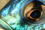 Placidochromis sp. "Blue otter"