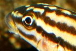 Julidochromis regani "kipilli"
